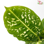 Dieffenbachia HW