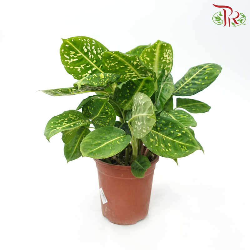 Dieffenbachia HW