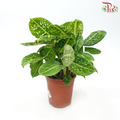 Dieffenbachia