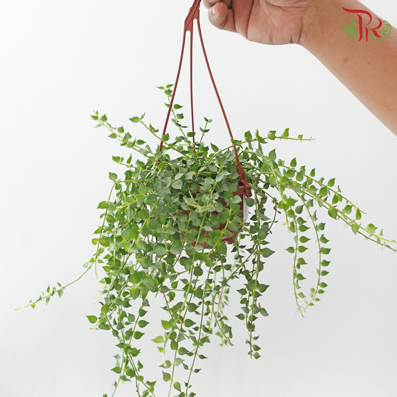 Dischidia Ruscifolia《百万心 钮扣玉藤》
