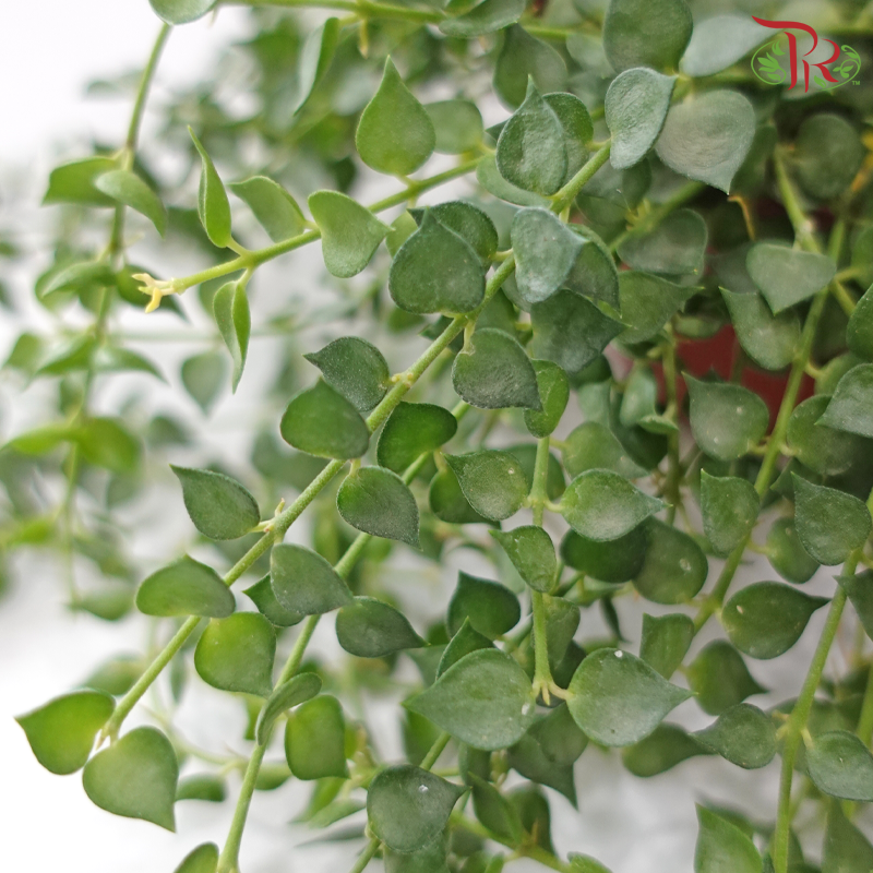 Dischidia Ruscifolia《百万心 钮扣玉藤》