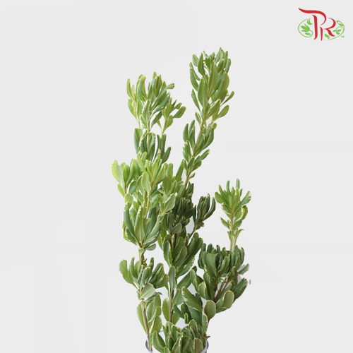 Pittosporum - (Per Bunch 800- 900g) - Pudu Ria Florist