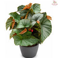Begonia Dotsy J01