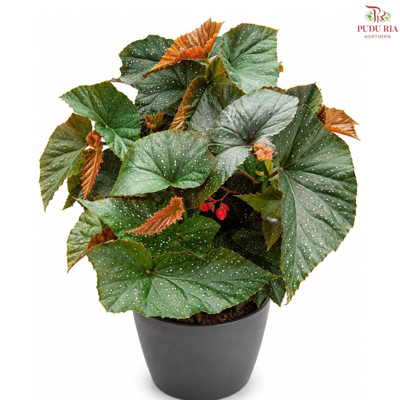 Begonia Dotsy J01