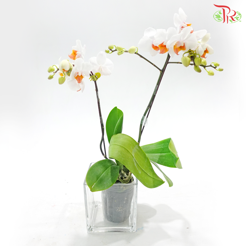 Mini Double Stems Phalaenopsis Orchid