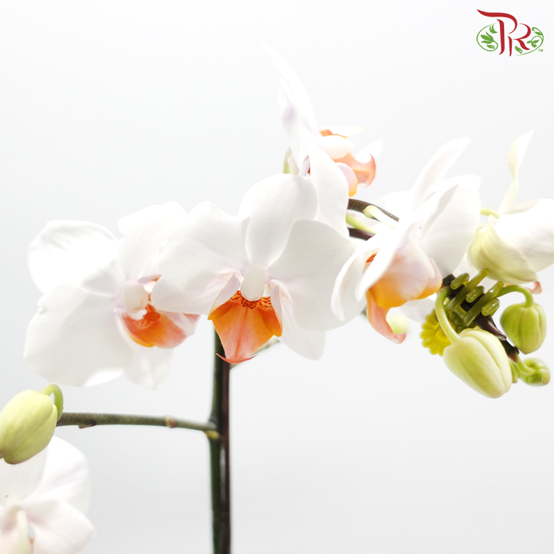 Mini Double Stems Phalaenopsis Orchid