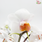 Mini Double Stems Phalaenopsis Orchid