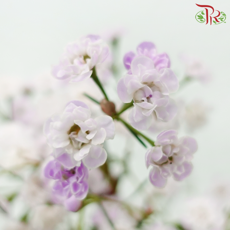 Wax Flower Double Petals 《蜡花》