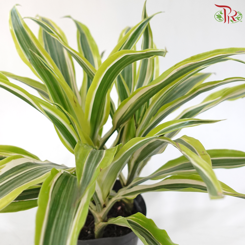 Dracaena Lemon Lime P120《柠檬龙血树》