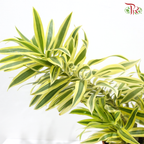 Dracaena Reflexa P140《百合竹》