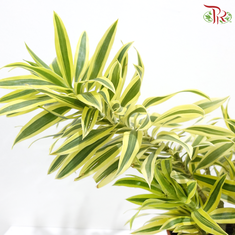 Dracaena Reflexa P140《百合竹》