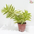 Dracaena Reflexa P140《百合竹》