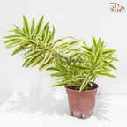 Dracaena Reflexa P140《百合竹》