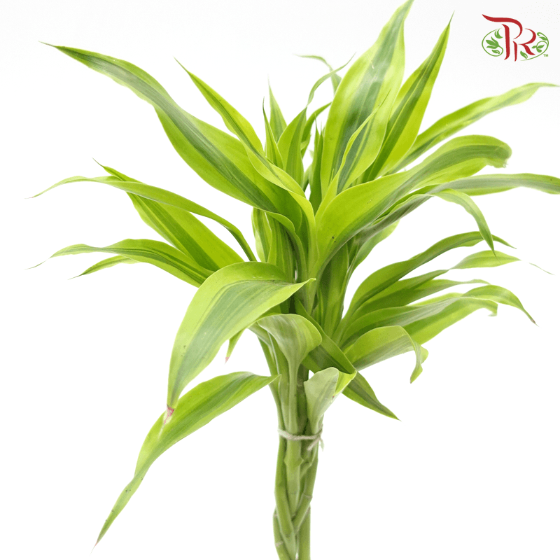 Dracaena Sanderiana 《铁树》 - Pudu Ria Florist