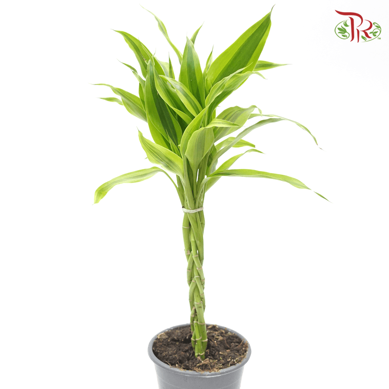 Dracaena Sanderiana 《铁树》 - Pudu Ria Florist