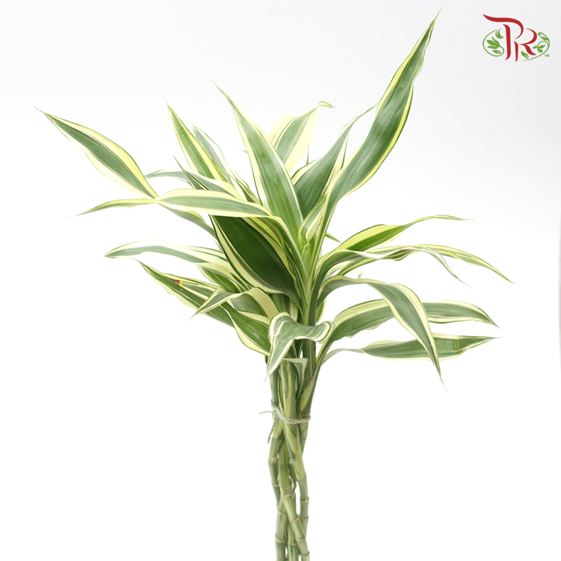 Dracaena Sanderiana 《铁树》 - Pudu Ria Florist