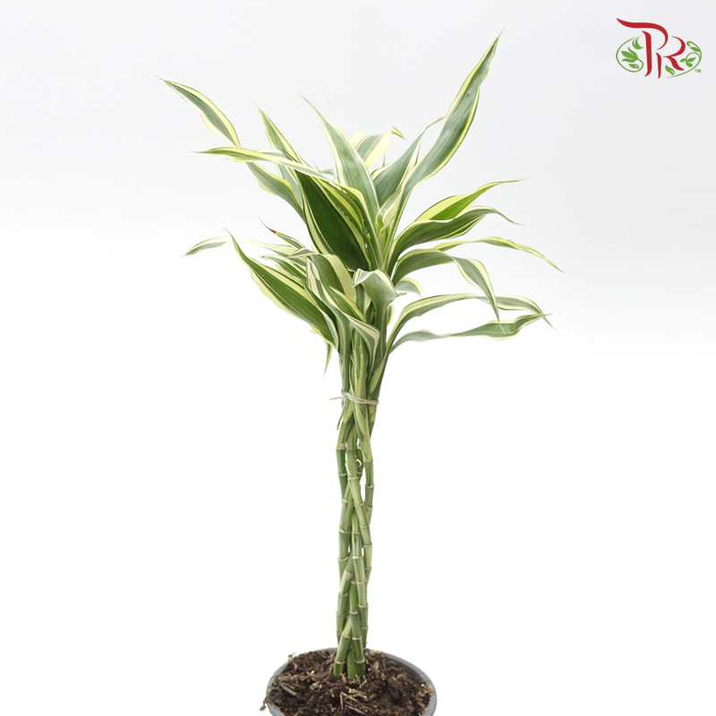 Dracaena Sanderiana 《铁树》 - Pudu Ria Florist