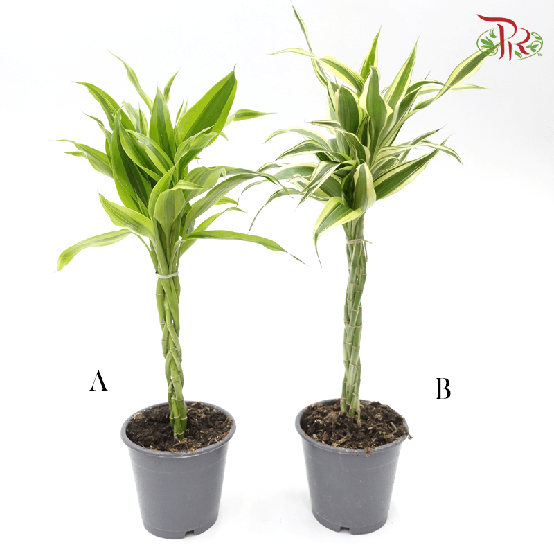 Dracaena Sanderiana 《铁树》 - Pudu Ria Florist