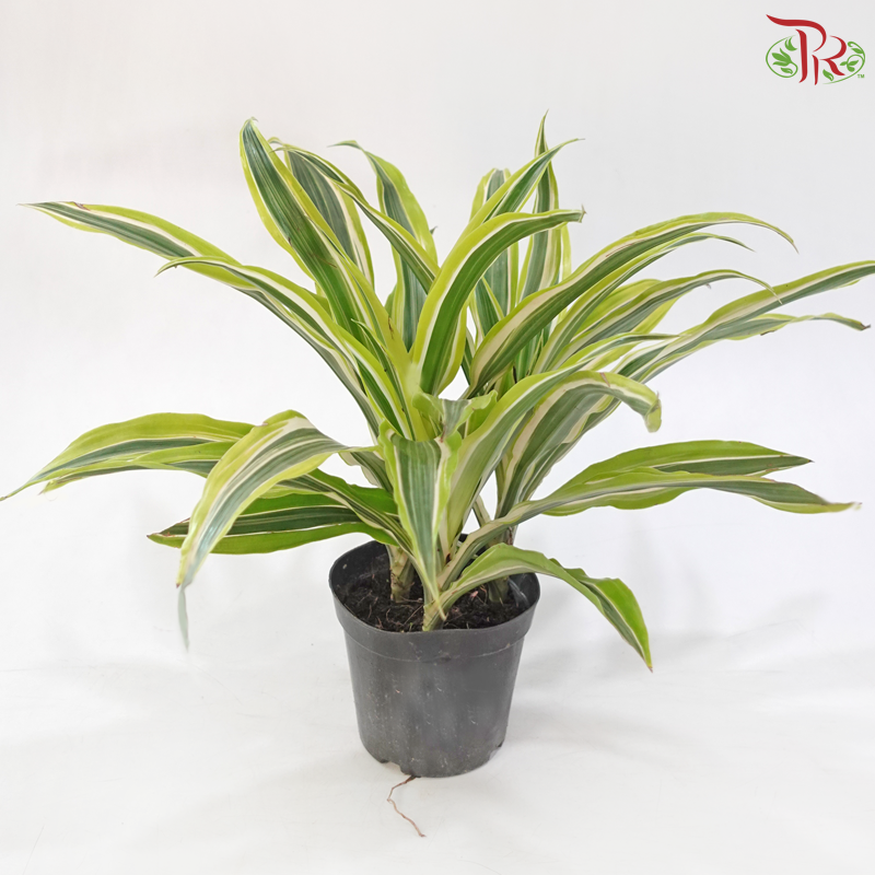 Dracaena Lemon Lime P120《柠檬龙血树》