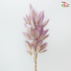 Dry Lagurus Bunny Tail