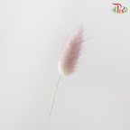 Dry Lagurus Bunny Tail