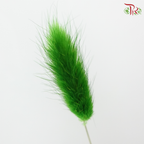 Dry Lagurus Bunny Tail