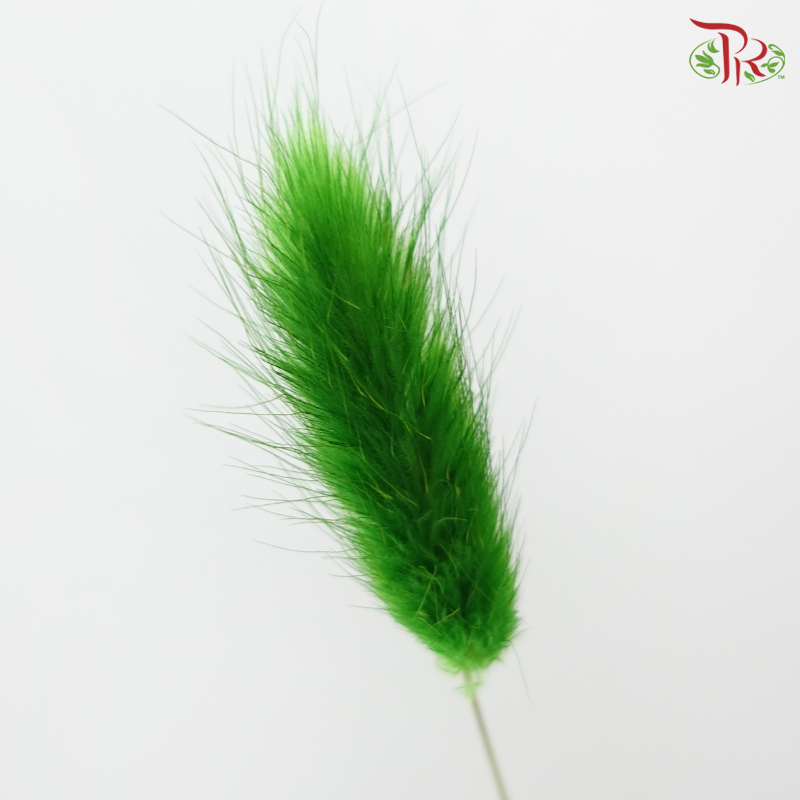Dry Lagurus Bunny Tail