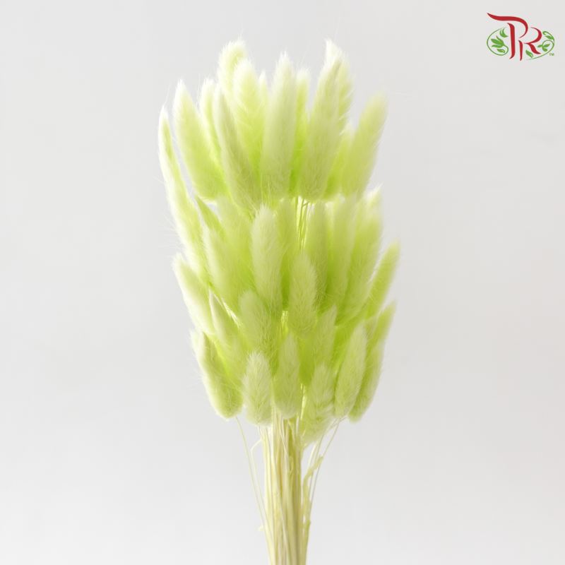 Dry Lagurus Bunny Tail