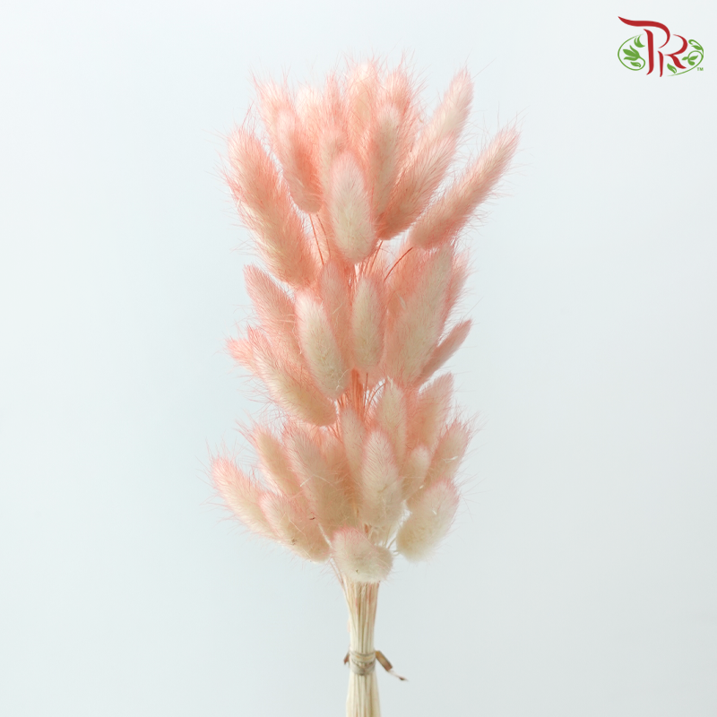 Dry Lagurus Bunny Tail