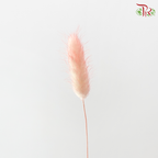 Dry Lagurus Bunny Tail