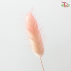 Dry Lagurus Bunny Tail