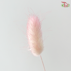 Dry Lagurus Bunny Tail