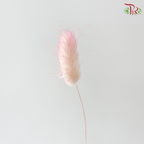Dry Lagurus Bunny Tail
