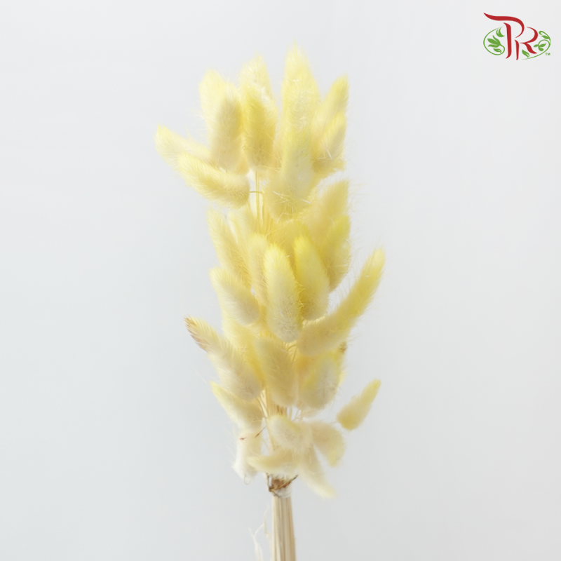 Dry Lagurus Bunny Tail