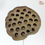 Dry Lotus Nelumbo Natural