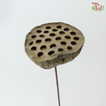 Dry Lotus Nelumbo Natural