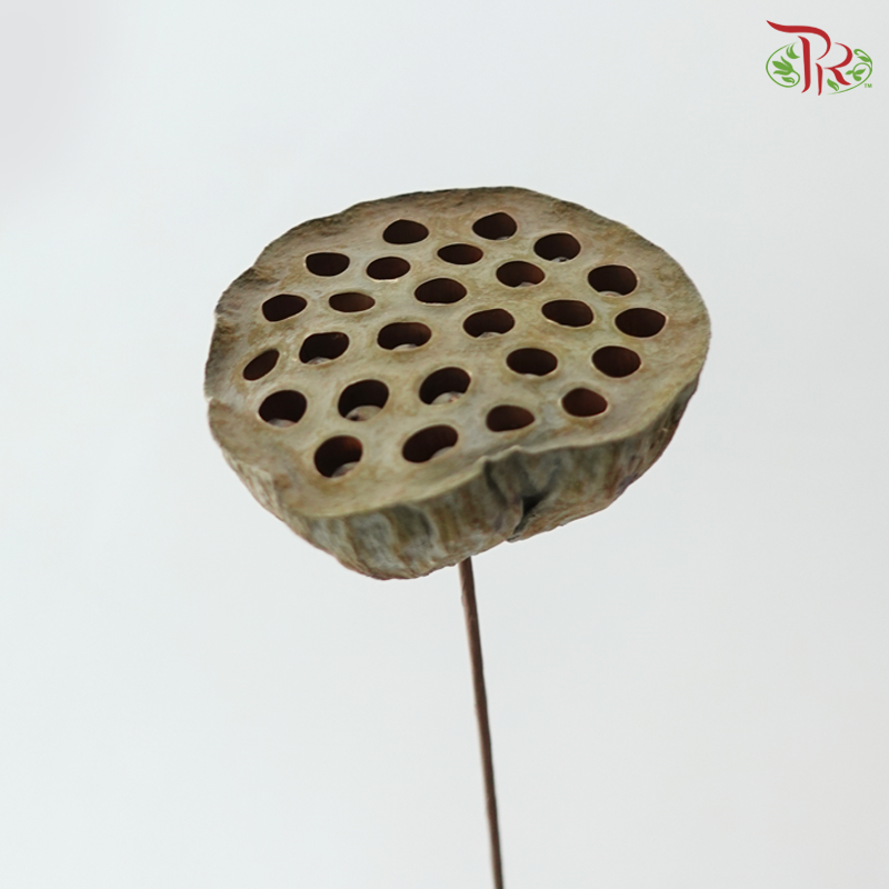 Dry Lotus Nelumbo Natural