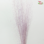 Dry Bleached Muhly Grass
