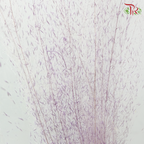 Dry Bleached Muhly Grass