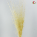 Dry Bleached Muhly Grass