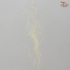 Dry Bleached Muhly Grass