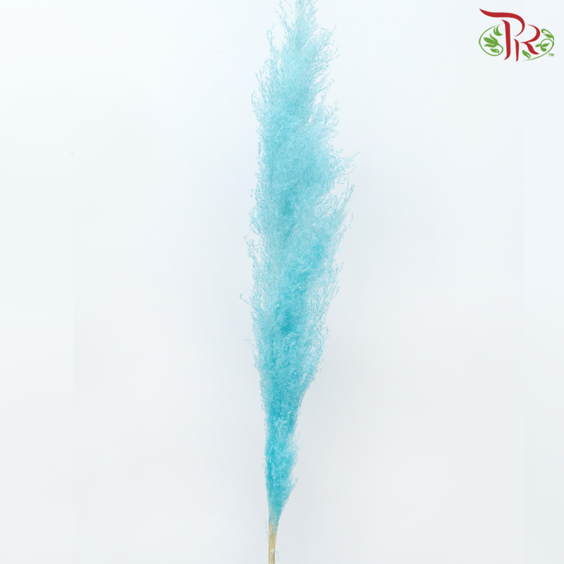 Dry Pampas (135cm)