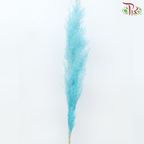 Dry Pampas (135cm)