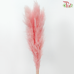 Dry Pampas (135cm)