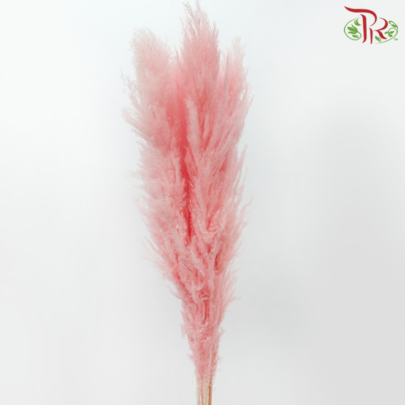 Dry Pampas (135cm)