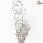 Dried Eucalyptus Silver Dollar