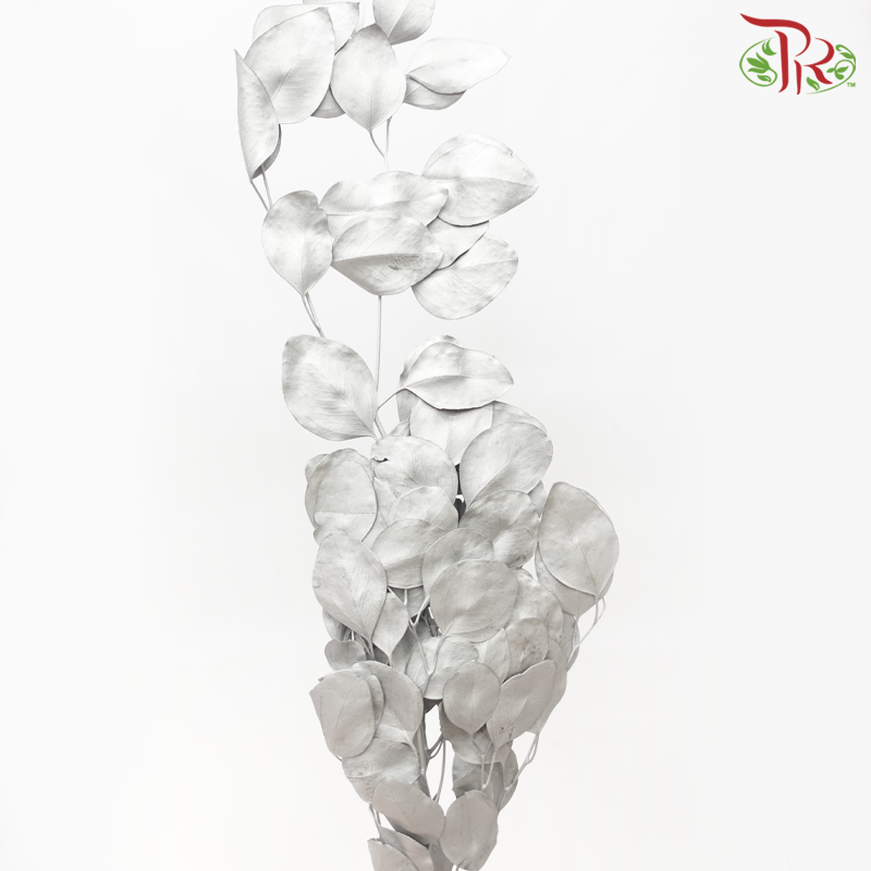 Dried Eucalyptus Silver Dollar