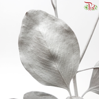 Dried Eucalyptus Silver Dollar