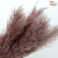 Dry Pampas (135cm)