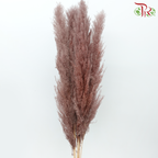 Dry Pampas (135cm)